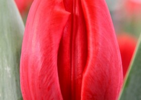 Tulipa Gran Reserva (3)